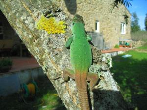 Moroccan Eyed Lizard Timon tangitanus