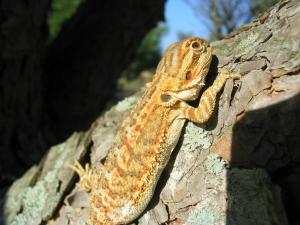 Bearded dragon sandfire young Bearded dragon sandfire young