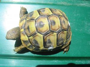 Hermann's tortoise Testudo hermanni