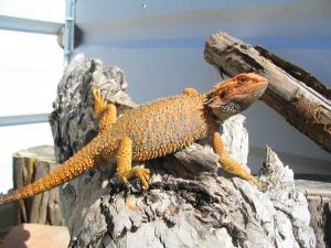 Bearded Dragon sandfire