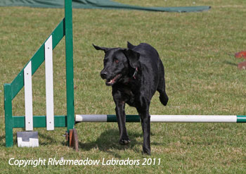 Fife doing veteran agility