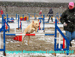 Ash on the agility course