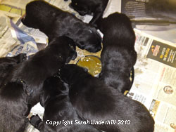 Rivermountain Ash black puppies