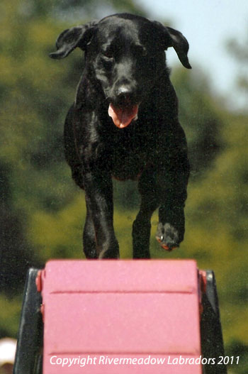 Fife doing Agility aged 7