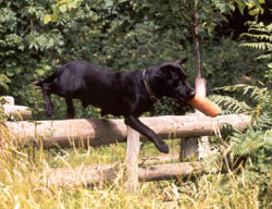 Fife out in the field