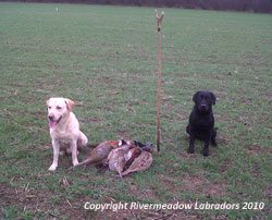 River Meadow Oak and River Mountain Ash out working