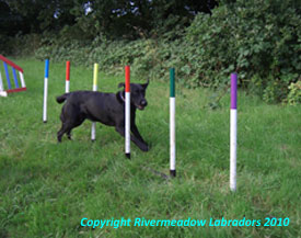 Oak on the Agility course