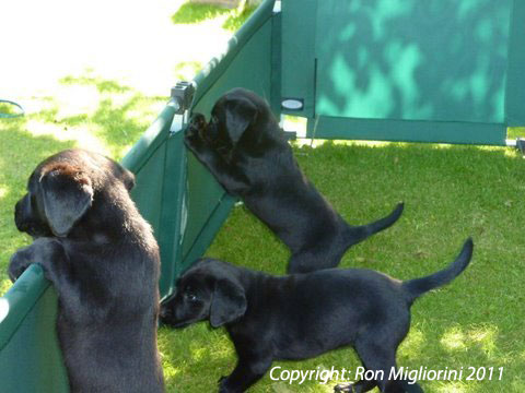 Oak Puppies - Copyright Ron Migliorini 2011