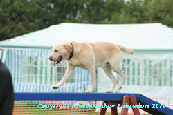 River Mountain Ash doing agility: Yellow stud dog