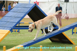 River Mountain Ash doing agility:  Yellow stud dog