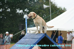 River Mountain Ash doing agility:  Yellow stud dog