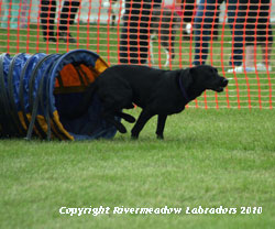 Rivermeadow Oak doing agility:  Black stud dog 0/0 hips