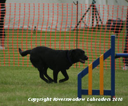 River Meadow Oak running up the ramp on an agility course