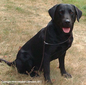 Fife sitting whilst out in the field