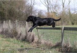 River Meadow Oak out in the field:  Black labrador stud dog with 0.0 hips