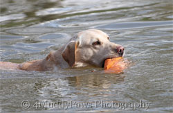 River Mountain Ash retrieving in water - yellow labrador stud dog
